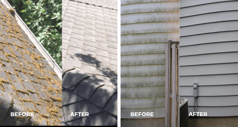 BA-Moss-removal